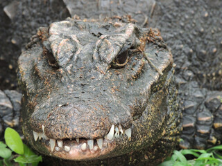 Obraz premium Crocodile