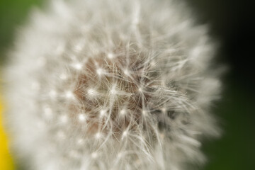 dandelion seed head vibrant close-up  macro shot
