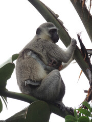 Vervet Monkey with baby