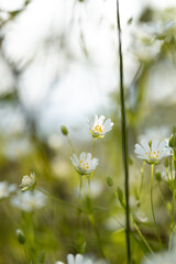 Multiple Rabelera flowers captured on the side