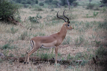 Impala Ram