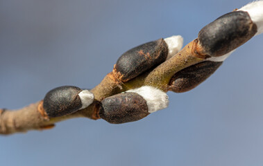 Buds on willow branches in nature.
