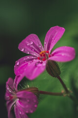 Fototapeta na wymiar flower with water droplets on petals 