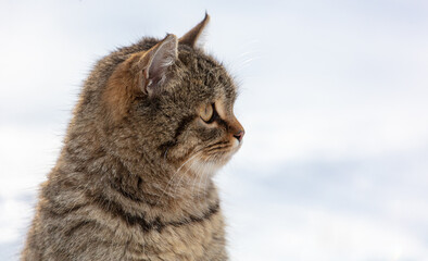 Portrait of a cat in the snow