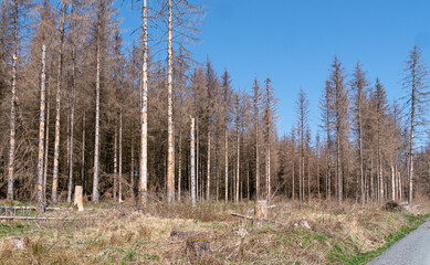 Borkenkäfer Waldsterben