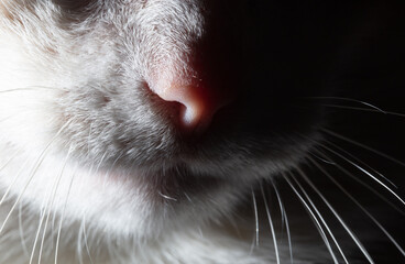 The nose of a white cat.