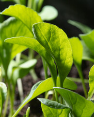 Green leaves of arugula in the vegetable garden.
