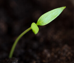 A small sprout of bell pepper sprouts in the ground.