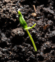 A small sprout of bell pepper sprouts in the ground.