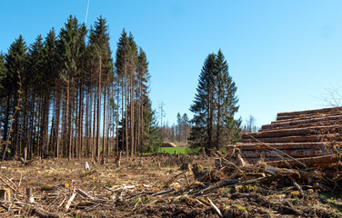 Borkenkäfer Waldsterben