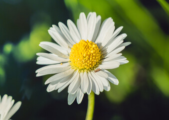 Daisy flower with green background macro high detail shot bright yellow