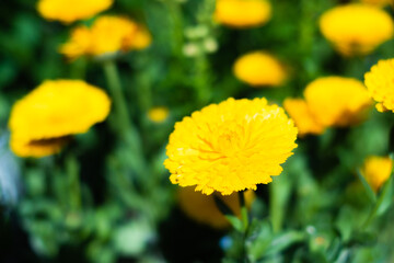 オレンジ色　花