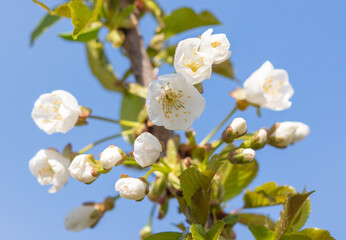 Fototapeta na wymiar Flowers on a cherry tree on a background of blue sky.