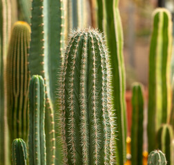 Cactus plant in the arboretum.