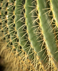 Cactus plant in the arboretum.