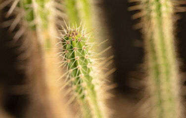 Cactus plant in the arboretum.