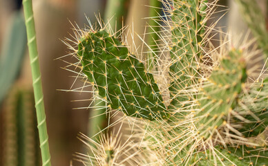 Obraz premium Cactus plant in the arboretum.