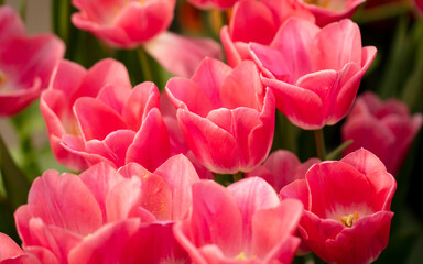 Obraz premium Pink flowers tulips in the park.