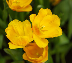 Obraz premium Yellow flowers tulips in the park.