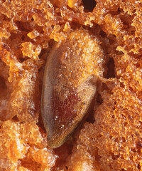 Sesame seeds on a ruddy cupcake.