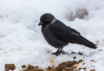 Crow on the snow in winter