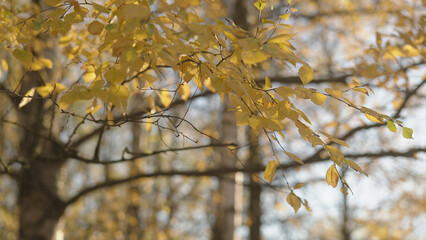 yellow birch leaves on a tree during autumn