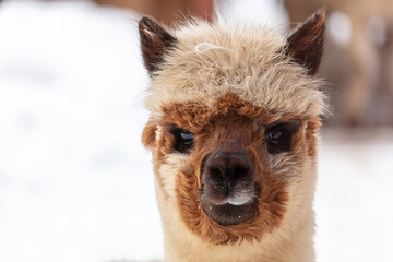 Lama portrait in winter outdoors.