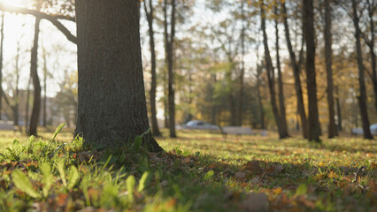 low angle background of park during autumn