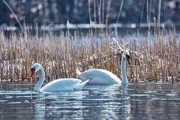 swanenpaar
