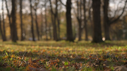 low angle background of park during autumn