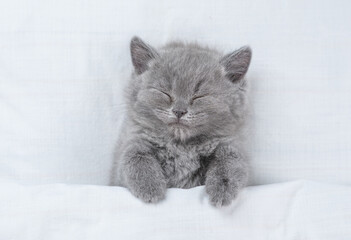 Cozy kitten sleeps under blanket on a bed at home. Top down view