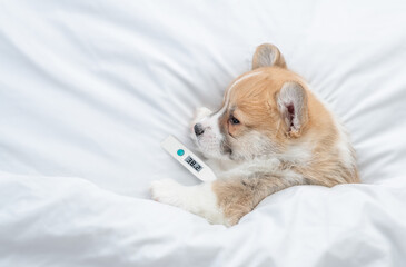 Sick Pembroke Welsh corgi puppy sleeps on a bed at home with a thermometer under the paw. Top down...