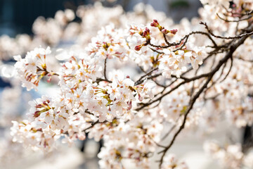 cherry blossoms on a sunny spring day