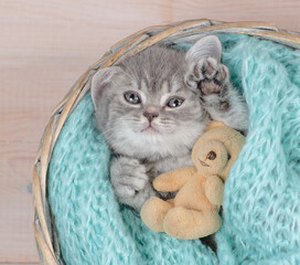 Cute tiny kitten hugs favorite toy bear inside a basket. Top dow view