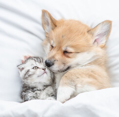 Fototapeta na wymiar Cozy Pembroke Welsh corgi puppy hugs tiny tabby fold kitten under white warm blanket on a bed at home. Top down view