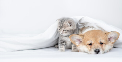 Sleepy Pembroke welsh corgi puppy and gray kitten sit together under warm blanket on a bed at home and look away on empty space