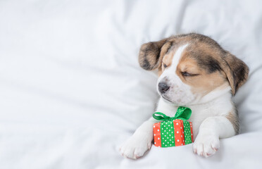 Tiny Beagle puppy sleeps and hugs gift box under white blanket at home. Top down view. Empty space...