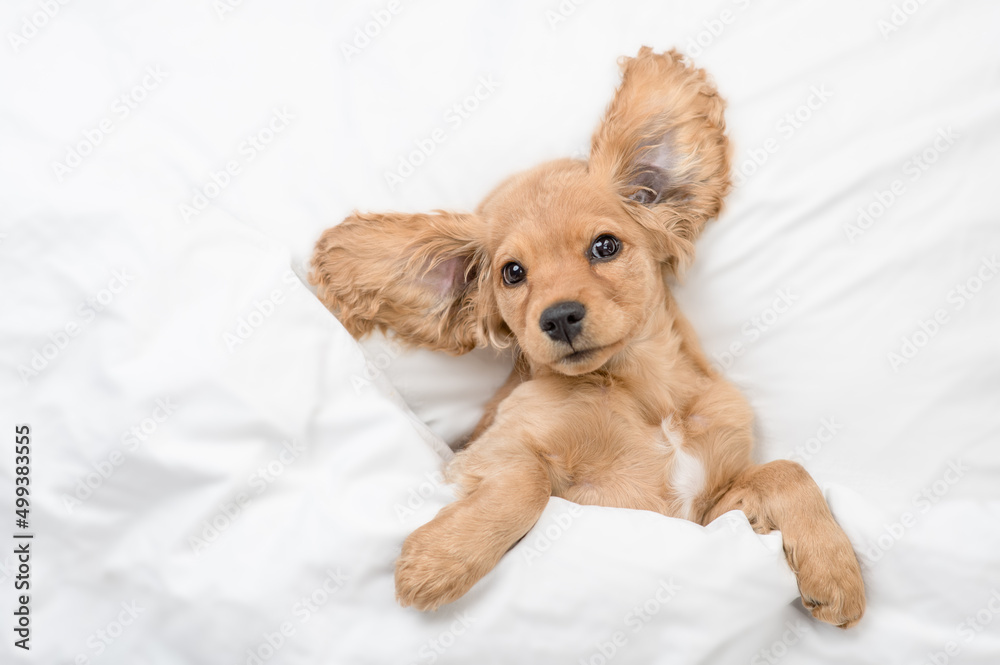 Poster funny eared english cocker spaniel puppy lying on a bed at home before bedtime. top down view. empty
