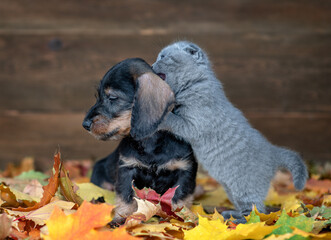 Playful kitten and dachshund puppy play together on autumn foliage