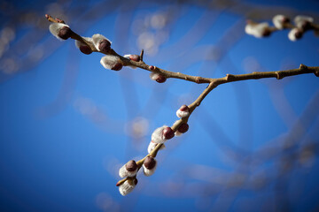 Spring. the first fluffy buds swell and bloom.
