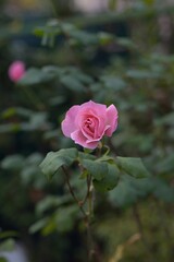Rosa
