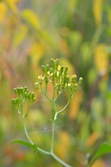 Boccioli di margherite