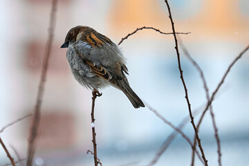 Birds in winter. Sparrow on a branch.