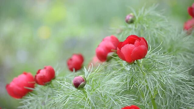 Red thin-leaved peony on a defocused natural background. Ants crawl on openwork leaves. Soft selective focus