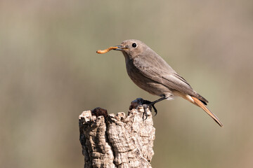 colirrojo tizón (Phoenicurus ochruros)​ 