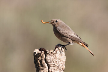 colirrojo tizón (Phoenicurus ochruros)​ 