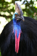 Portrait of bird Cassowary close up