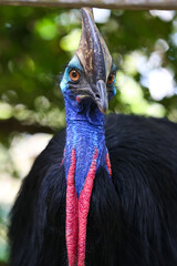 Portrait of bird Cassowary close up