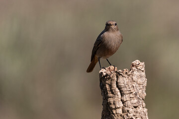 colirrojo tizón (Phoenicurus ochruros)​ 