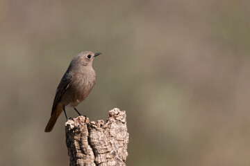 colirrojo tizón (Phoenicurus ochruros)​ 